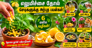 எலுமிச்சை தோல் செடிகளுக்கு பயன்படும் 6 இயற்கை வழிகள்